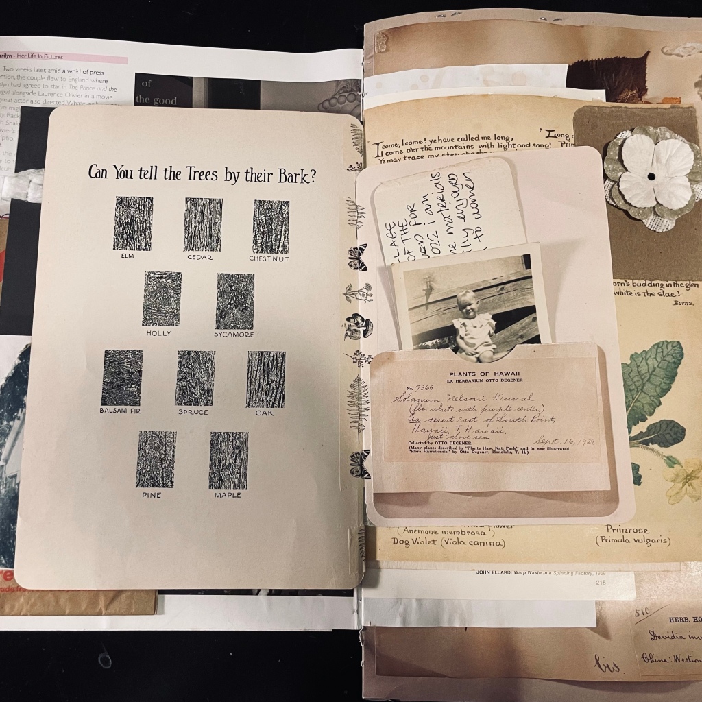 A flat lay of pages 5 and 6 showcasing a pocket made from a botanist journal featuring a vintage photograph from 1937 as well as personal journaling notes